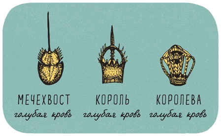 Иллюстрация к книге — Может ли жираф облизать свои уши? [i_269.jpg]