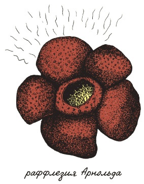 Иллюстрация к книге — Может ли жираф облизать свои уши? [i_294.jpg]