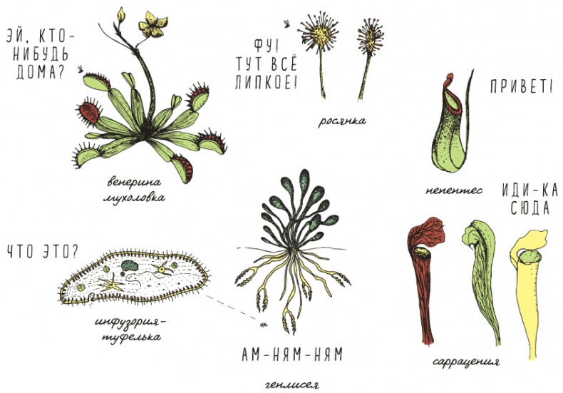 Иллюстрация к книге — Может ли жираф облизать свои уши? [i_297.jpg]