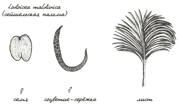 Иллюстрация к книге — Может ли жираф облизать свои уши? [i_299.jpg]