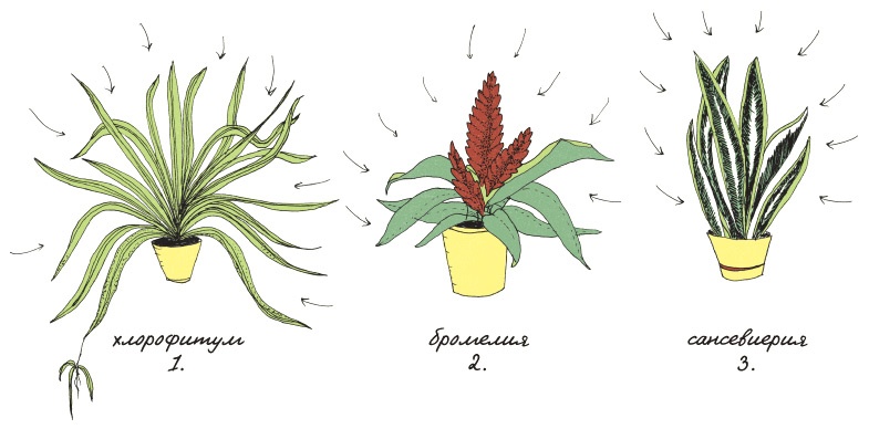 Иллюстрация к книге — Может ли жираф облизать свои уши? [i_302.jpg]