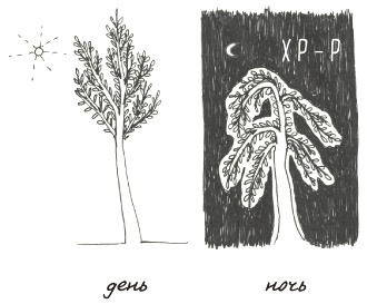 Иллюстрация к книге — Может ли жираф облизать свои уши? [i_303.jpg]