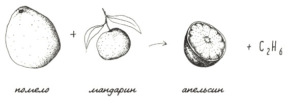 Иллюстрация к книге — Может ли жираф облизать свои уши? [i_304.jpg]