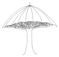 Иллюстрация к книге — Может ли жираф облизать свои уши? [i_309.jpg]