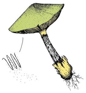 Иллюстрация к книге — Может ли жираф облизать свои уши? [i_311.jpg]