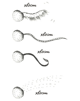 Иллюстрация к книге — Может ли жираф облизать свои уши? [i_337.jpg]