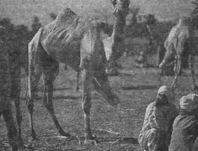 Иллюстрация к книге — Тайны древней Африки [i_005.jpg]