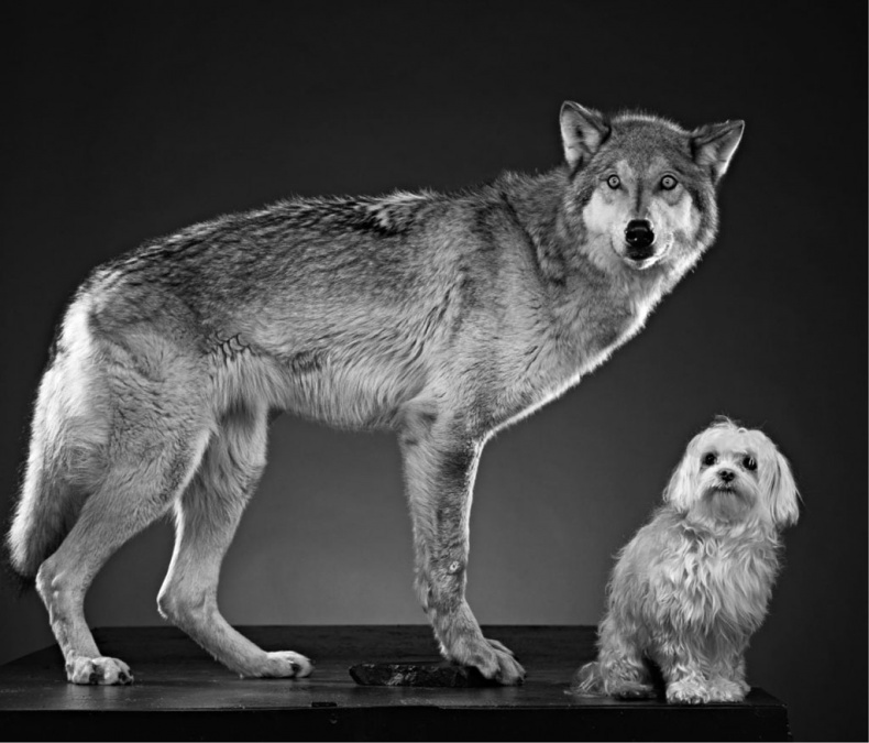 Иллюстрация к книге — «Вожак стаи». Полное руководство по дрессировке и воспитанию собак [i_015.jpg]