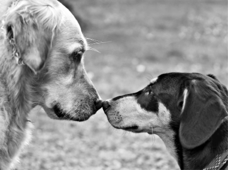 Иллюстрация к книге — «Вожак стаи». Полное руководство по дрессировке и воспитанию собак [i_028.jpg]