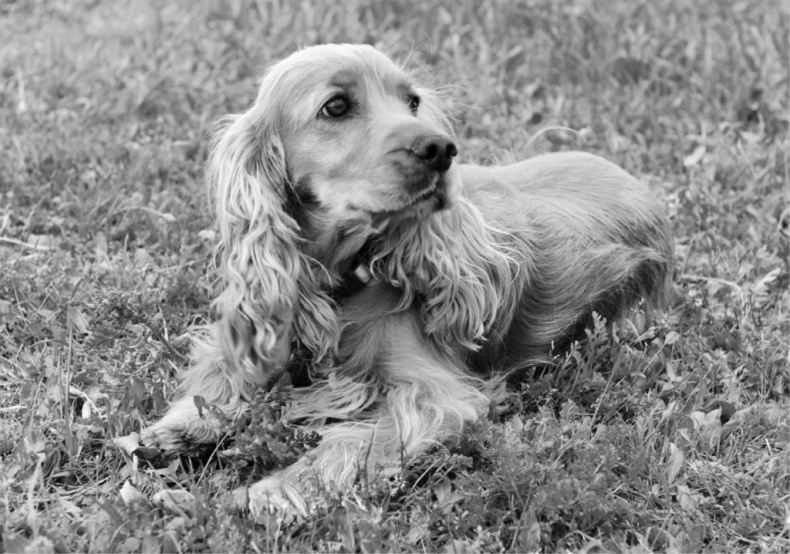 Иллюстрация к книге — «Вожак стаи». Полное руководство по дрессировке и воспитанию собак [i_029.jpg]