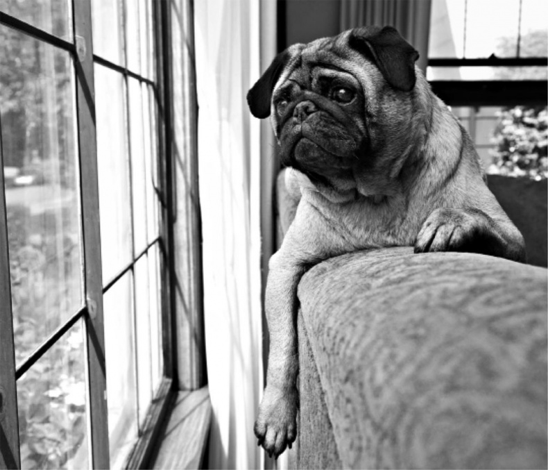 Иллюстрация к книге — «Вожак стаи». Полное руководство по дрессировке и воспитанию собак [i_038.jpg]