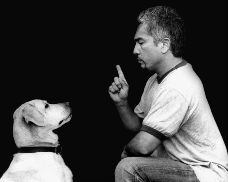 Иллюстрация к книге — «Вожак стаи». Полное руководство по дрессировке и воспитанию собак [i_057.jpg]