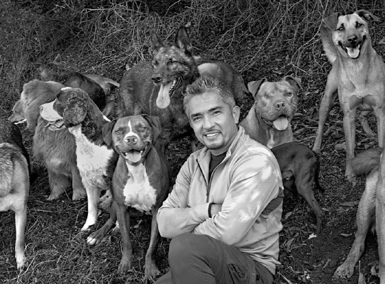 Иллюстрация к книге — «Вожак стаи». Полное руководство по дрессировке и воспитанию собак [i_088.jpg]