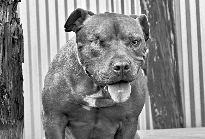 Иллюстрация к книге — «Вожак стаи». Полное руководство по дрессировке и воспитанию собак [i_090.jpg]