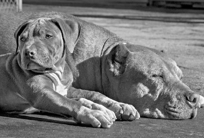 Иллюстрация к книге — «Вожак стаи». Полное руководство по дрессировке и воспитанию собак [i_101.jpg]