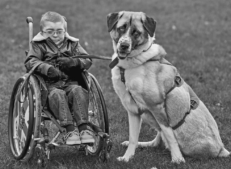 Иллюстрация к книге — «Вожак стаи». Полное руководство по дрессировке и воспитанию собак [i_103.jpg]