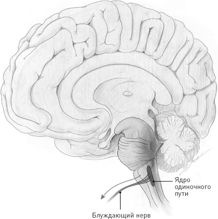Иллюстрация к книге — Голодный мозг. Как перехитрить инстинкты, которые заставляют нас переедать [i_048.jpg]