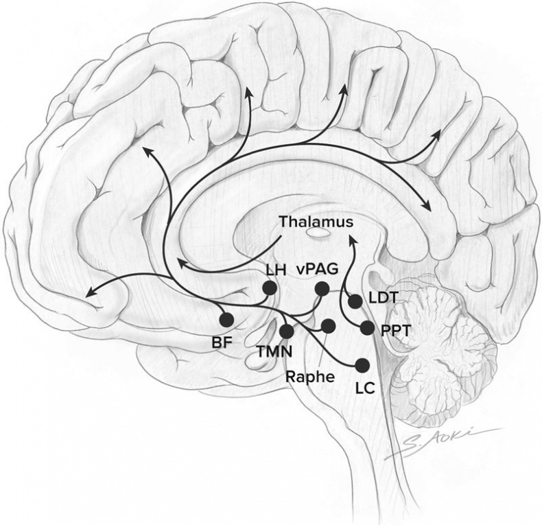 Иллюстрация к книге — Голодный мозг. Как перехитрить инстинкты, которые заставляют нас переедать [i_051.jpg]