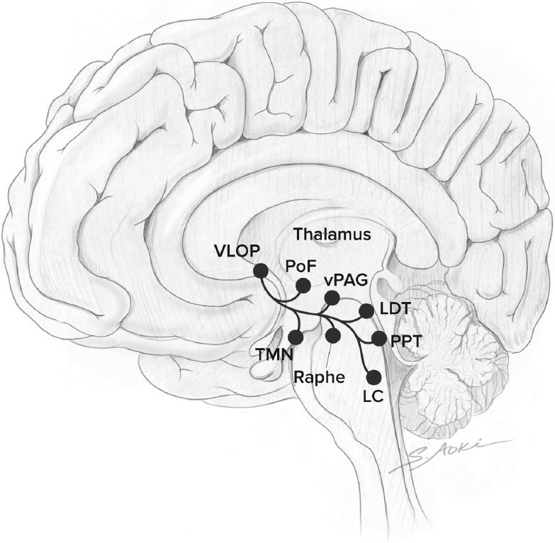 Иллюстрация к книге — Голодный мозг. Как перехитрить инстинкты, которые заставляют нас переедать [i_052.jpg]