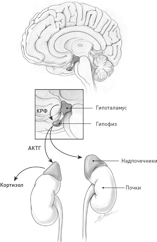 Иллюстрация к книге — Голодный мозг. Как перехитрить инстинкты, которые заставляют нас переедать [i_058.jpg]
