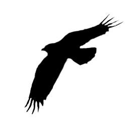 Иллюстрация к книге — История ворона [i_001.jpg]