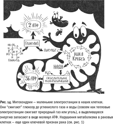 Иллюстрация к книге — Кривое зеркало жизни. Главные мифы о раке, и что современная наука думает о них [i_049.jpg]