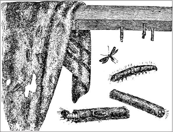 Иллюстрация к книге — Петербургские доходные дома. Очерки из истории быта [i_146.jpg]