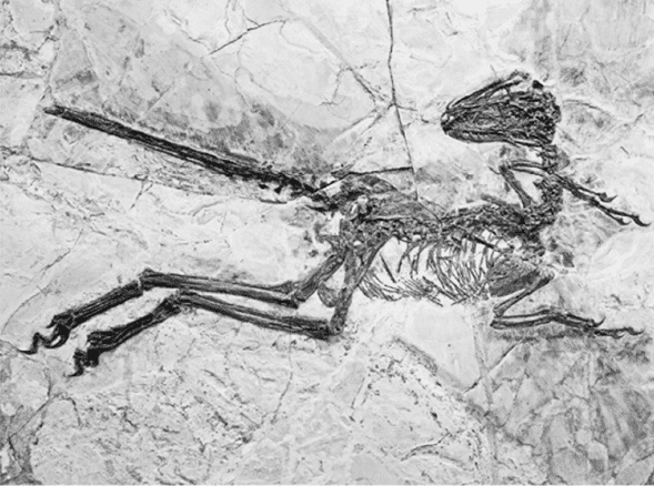 Иллюстрация к книге — Время динозавров. Новая история древних ящеров [i_007.jpg]