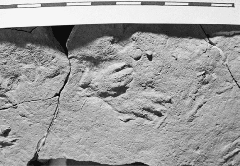 Иллюстрация к книге — Время динозавров. Новая история древних ящеров [i_011.jpg]