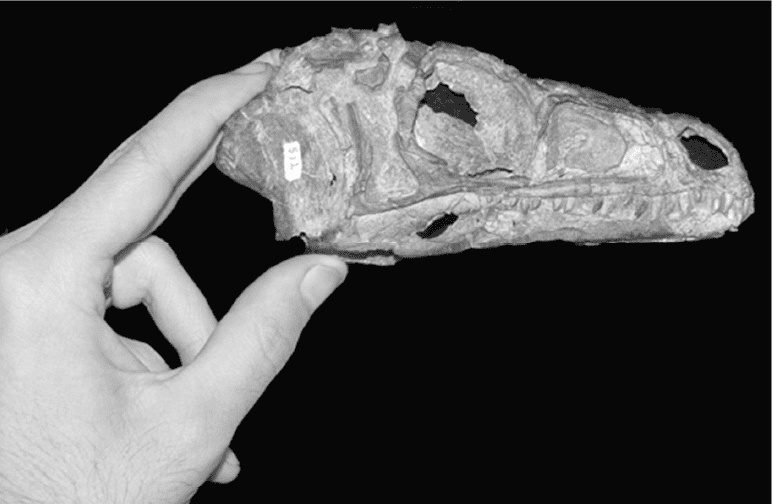 Иллюстрация к книге — Время динозавров. Новая история древних ящеров [i_012.jpg]