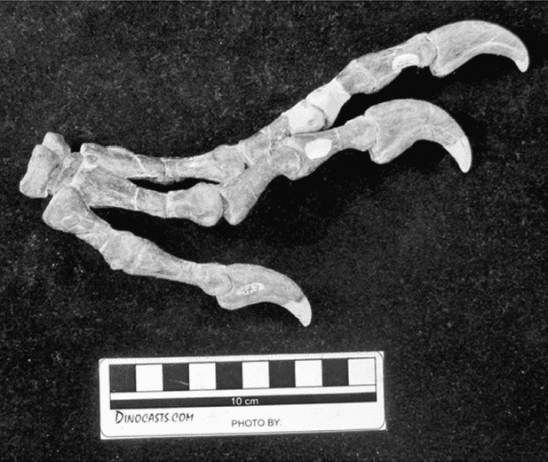 Иллюстрация к книге — Время динозавров. Новая история древних ящеров [i_013.jpg]