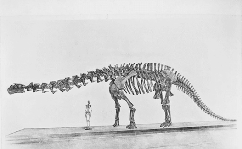 Иллюстрация к книге — Время динозавров. Новая история древних ящеров [i_023.jpg]