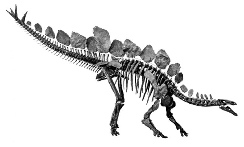 Иллюстрация к книге — Время динозавров. Новая история древних ящеров [i_033.jpg]