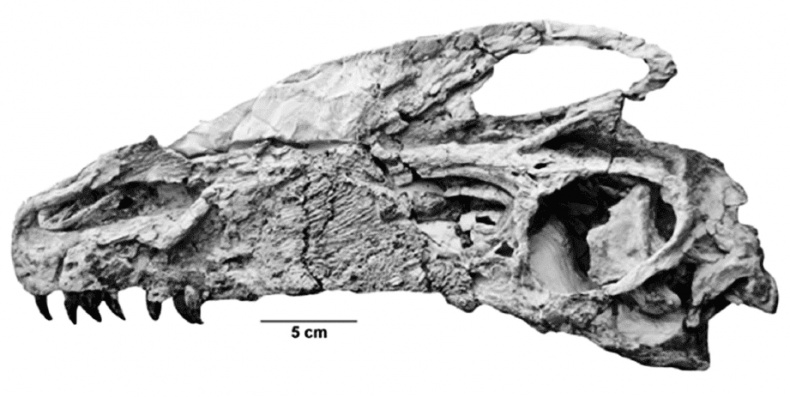 Иллюстрация к книге — Время динозавров. Новая история древних ящеров [i_039.jpg]