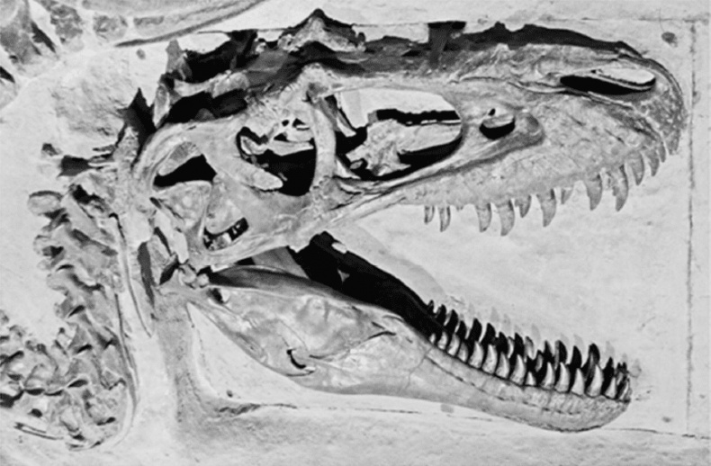 Иллюстрация к книге — Время динозавров. Новая история древних ящеров [i_040.jpg]