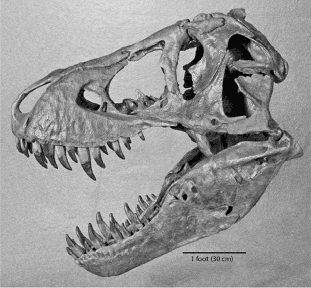 Иллюстрация к книге — Время динозавров. Новая история древних ящеров [i_043.jpg]