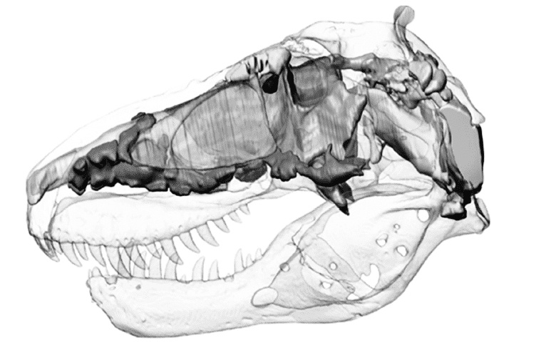 Иллюстрация к книге — Время динозавров. Новая история древних ящеров [i_044.jpg]