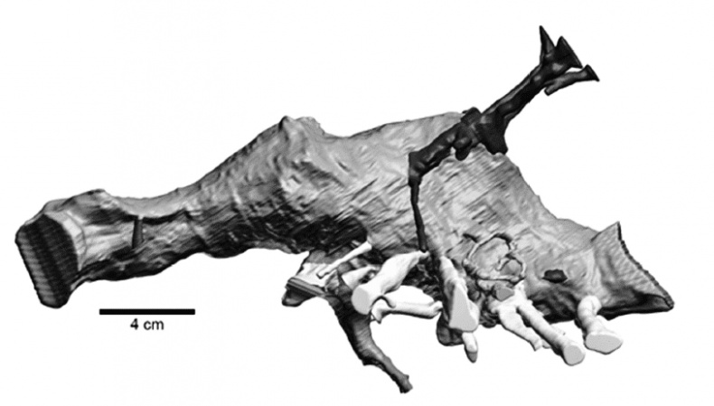 Иллюстрация к книге — Время динозавров. Новая история древних ящеров [i_046.jpg]