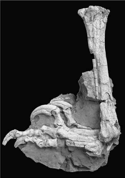 Иллюстрация к книге — Время динозавров. Новая история древних ящеров [i_055.jpg]