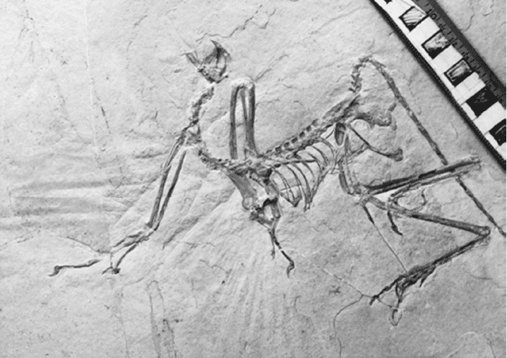 Иллюстрация к книге — Время динозавров. Новая история древних ящеров [i_057.jpg]