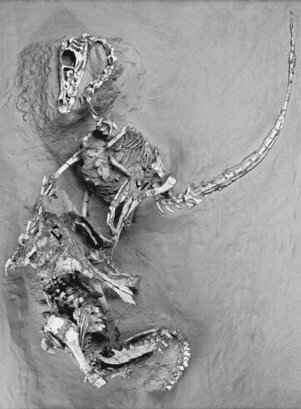 Иллюстрация к книге — Время динозавров. Новая история древних ящеров [i_058.jpg]