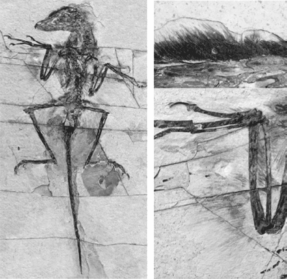 Иллюстрация к книге — Время динозавров. Новая история древних ящеров [i_059.jpg]