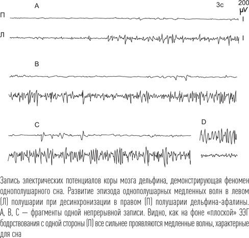 Иллюстрация к книге — Загадки сна [i_014.jpg]