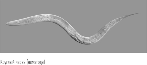 Иллюстрация к книге — Загадки сна [i_018.jpg]