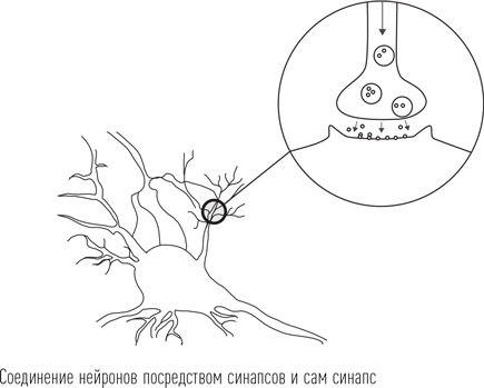Иллюстрация к книге — Загадки сна [i_025.jpg]