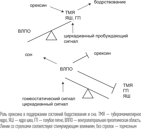 Иллюстрация к книге — Загадки сна [i_037.jpg]