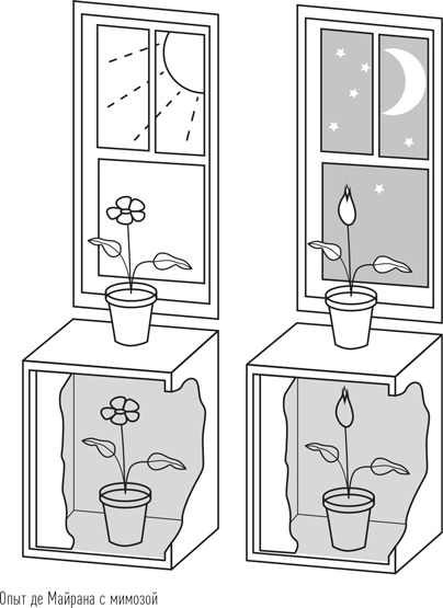 Иллюстрация к книге — Загадки сна [i_041.jpg]