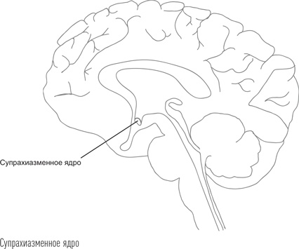 Иллюстрация к книге — Загадки сна [i_042.jpg]