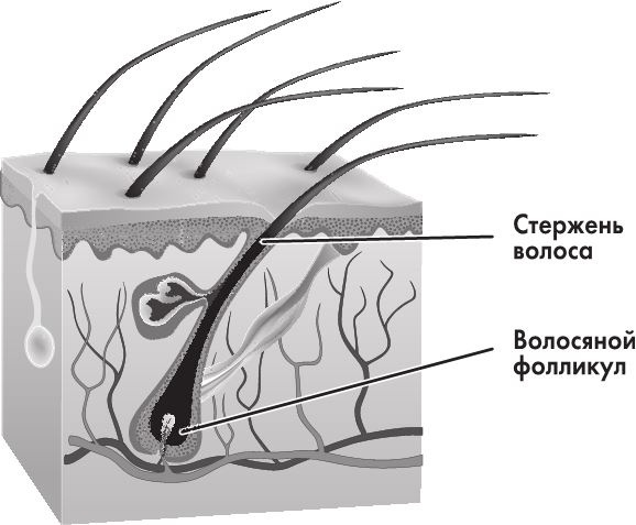 Иллюстрация к книге — Кожа: мифы и правда о самом большом органе [i_001.jpg]
