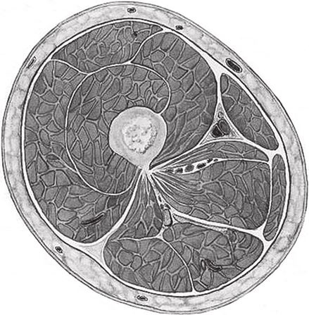 Иллюстрация к книге — Кожа: мифы и правда о самом большом органе [i_006.jpg]